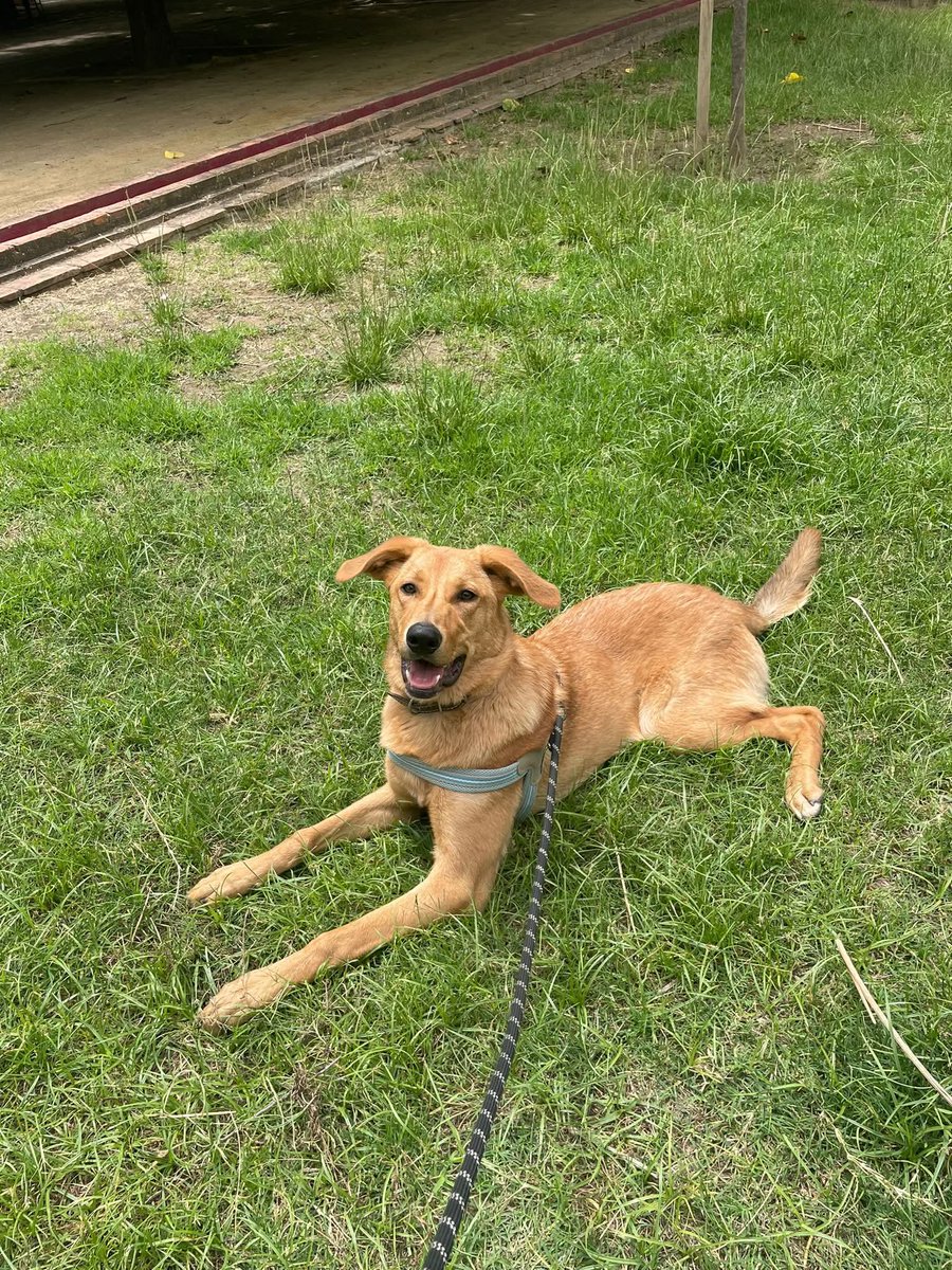 EL AMPARO DEL SUR tweet media