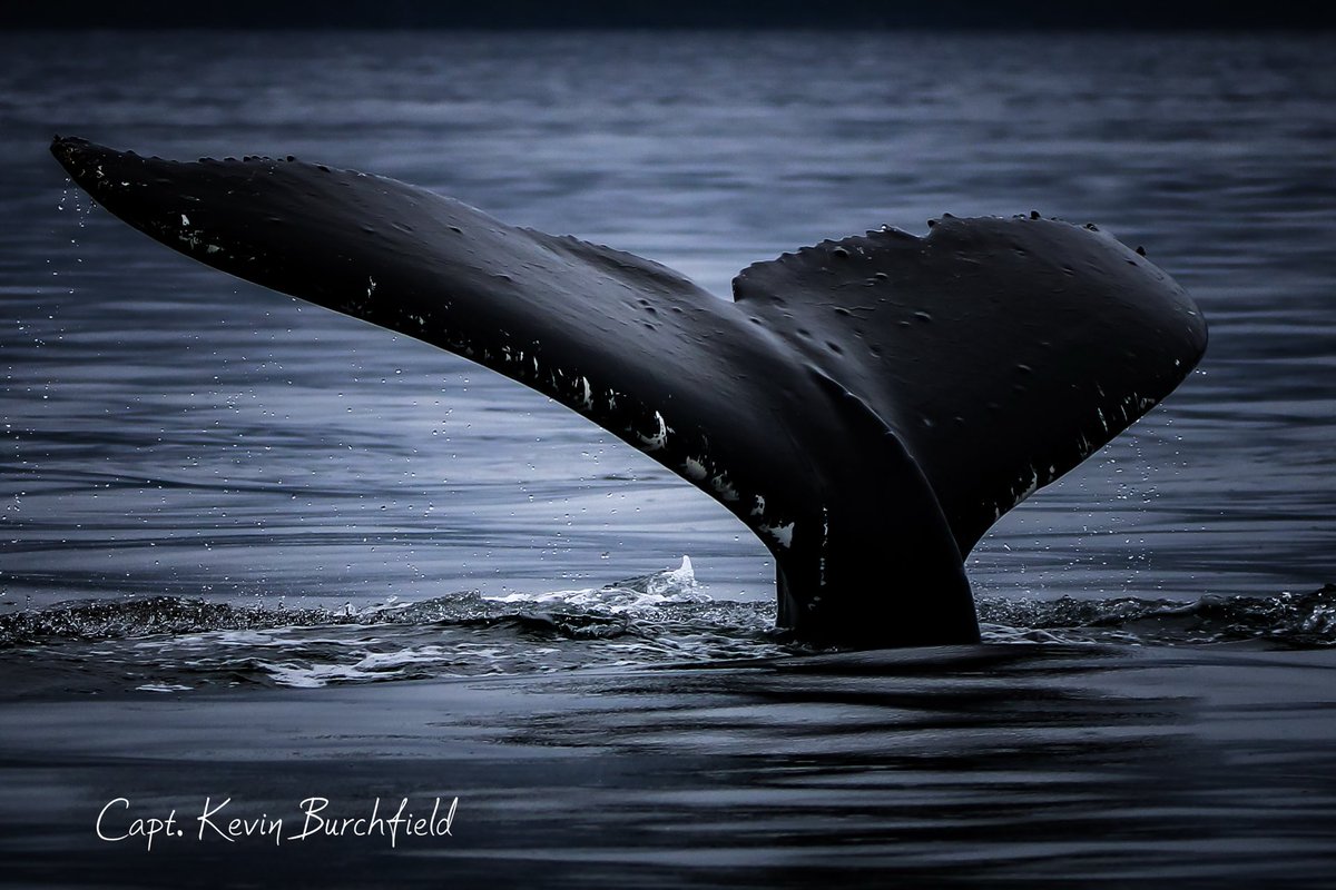 lostinalaska's tweet image. Small-boat. Private. Unforgettable.
Just pure Juneau magic aboard Lost in Alaska Adventures. 🐋✨

🌐 LostInAlaskaAdventures.com

#juneauwhalewatching
#lostinalaskaadventures
#privatewhalewatching
#alaskacruise
#cruiseexcursions
#cruisetip
#cruisealaska
#juneaualaska
#traveljuneau