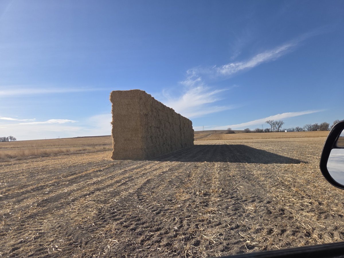 HortJared's tweet image. Sampling millet hay stacks.