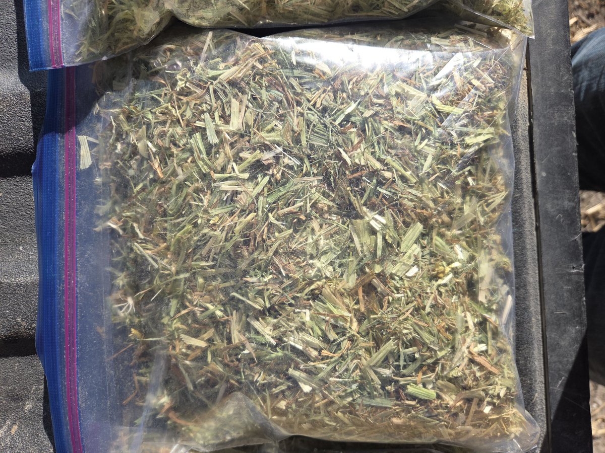 HortJared's tweet image. Sampling millet hay stacks.