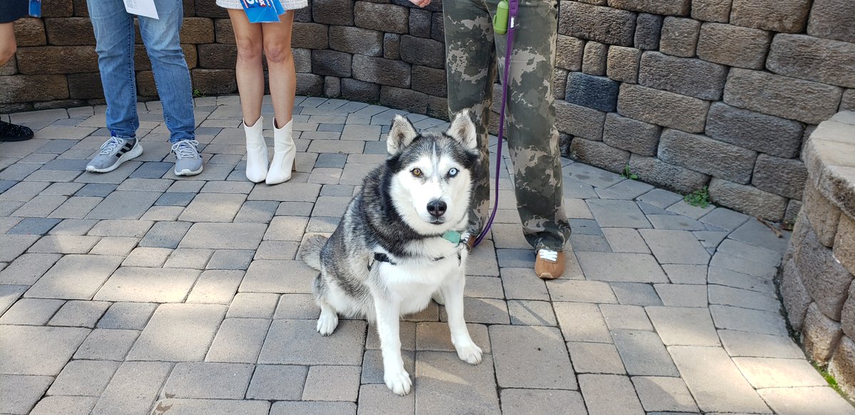 encdogguy's tweet image. Heather Lake and Shally Zomorodi introduced Adoptable Dogs from Rancho Coastal Humane Society on the FOX 5 San Diego Morning News. Polly Pocket and Loaded Piper are available NOW! Visit sdpets.org. #fox5sandiego #adoptabledogs
#shallyzomorodi #heatherlake