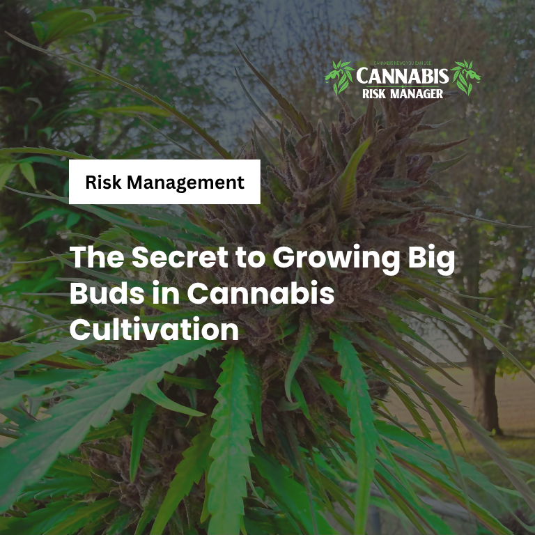cannariskmanagr's tweet image. Want bigger, denser cannabis buds?
It’s not magic,
it’s strategic nutrient management.

#cannabiscultivation #growingtips #bigbuds #PlantNutrition #HorticultureInsights #cannabis #hemp
