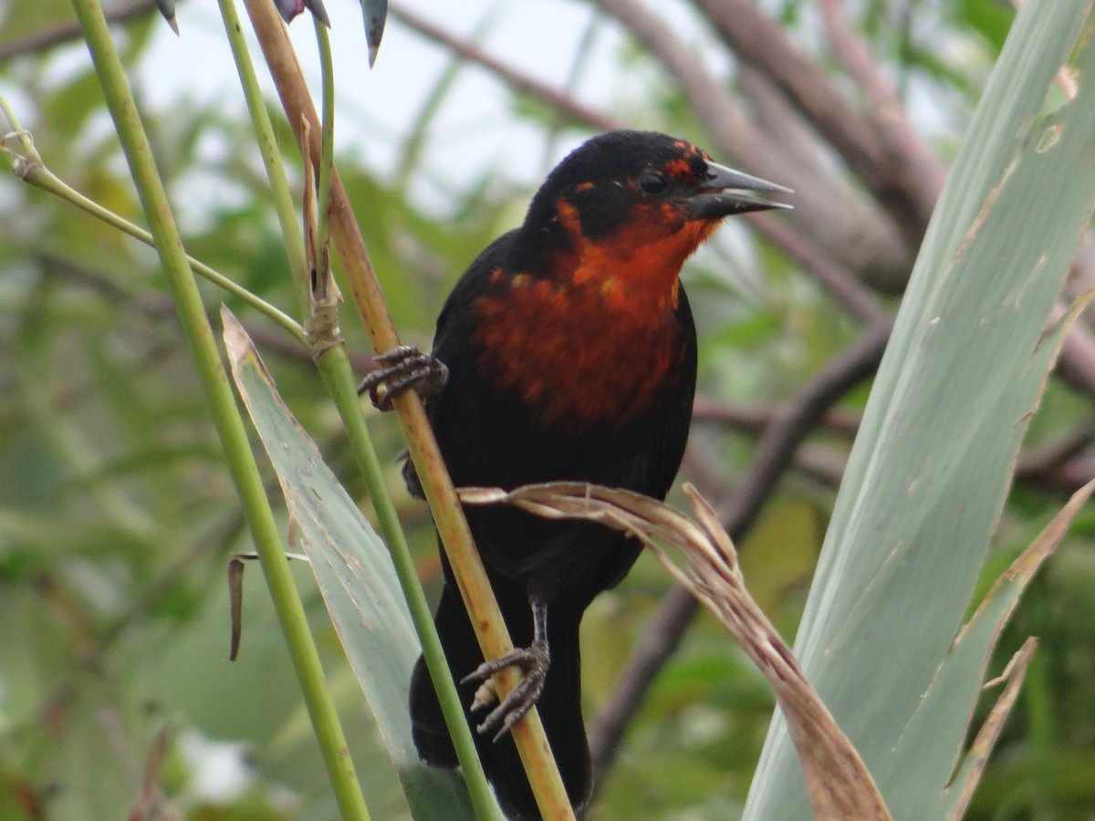 ggroitman's tweet photo. Juvenil y adulto de Federal, en Iberá, para el #Taxojueves de #Icteridae https://t.co/KJGWqmLPZM