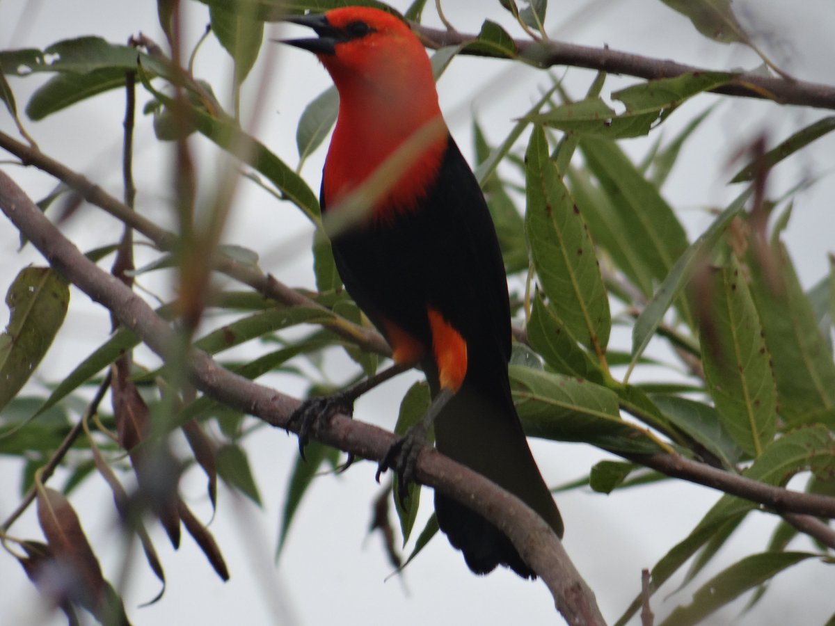 ggroitman's tweet photo. Juvenil y adulto de Federal, en Iberá, para el #Taxojueves de #Icteridae https://t.co/KJGWqmLPZM