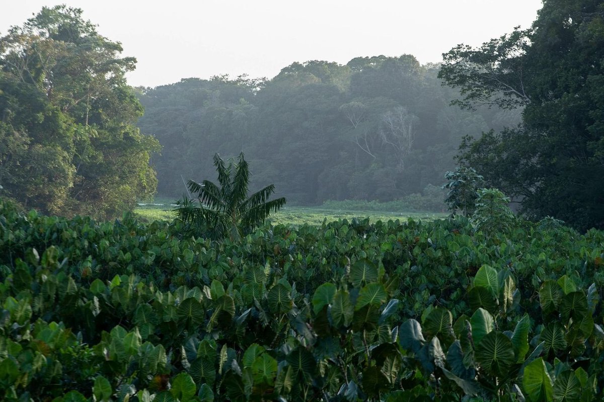 Freiheit oder Waldvernichtung? Die brutale Wahrheit hinter COP30

Das Ergebnis der COP30 in Belém hinterlässt einen bitteren Nachgeschmack: Während die Welt auf einen radikalen Klima- und Artenschutz hoffte, wurde im Amazonas mitten im Regenwald eine 13 Kilometer lange Autobahn