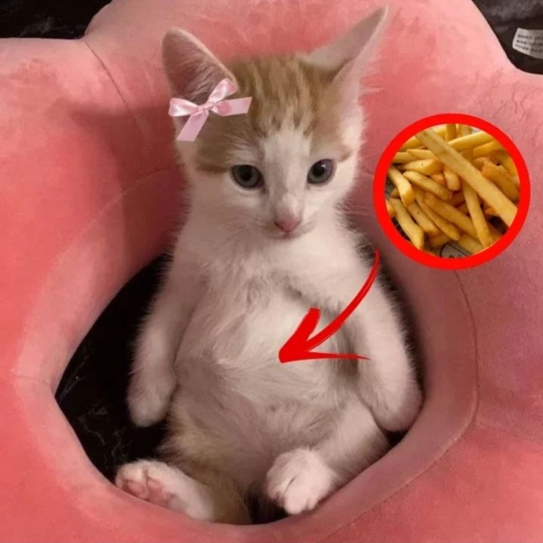 Catsillyness's tweet photo. https://t.co/KEBOiTsFw3