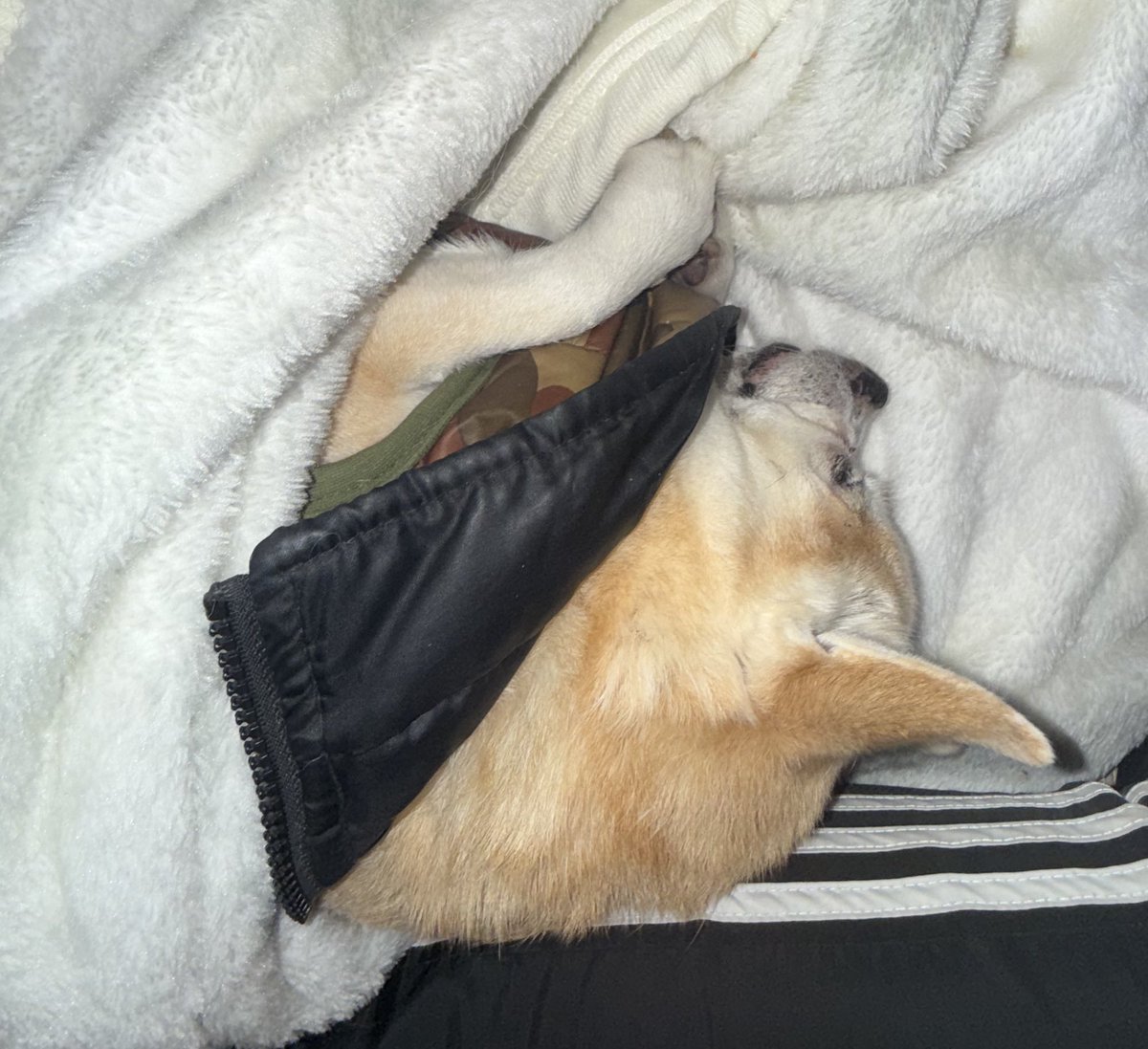 BEEForGNU's tweet image. 