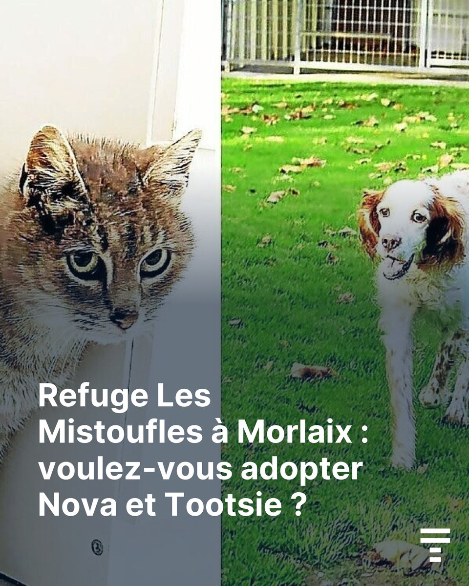 🐱🐶 Ils sont à la recherche de nouveaux foyers.
➡️ go.letelegramme.fr/OJEK