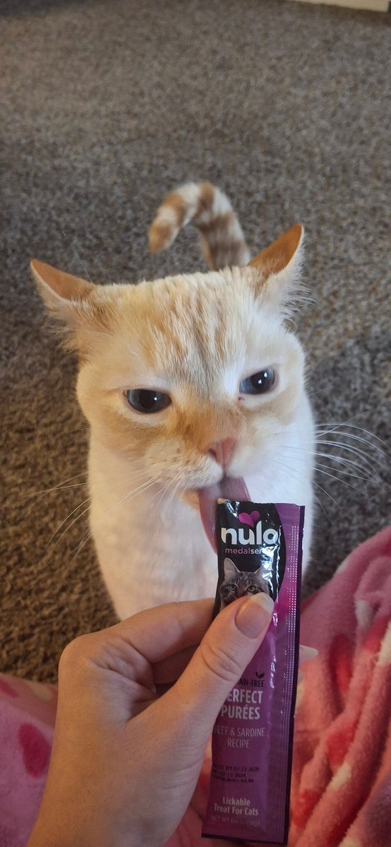 babydogfanclub's tweet image. baby dog says wow! thank you for 10000 fan club members!! 🎉 we&apos;re both so so happy that he can spread his love and joy to so many others 💕 a churu to celebrate of course!!