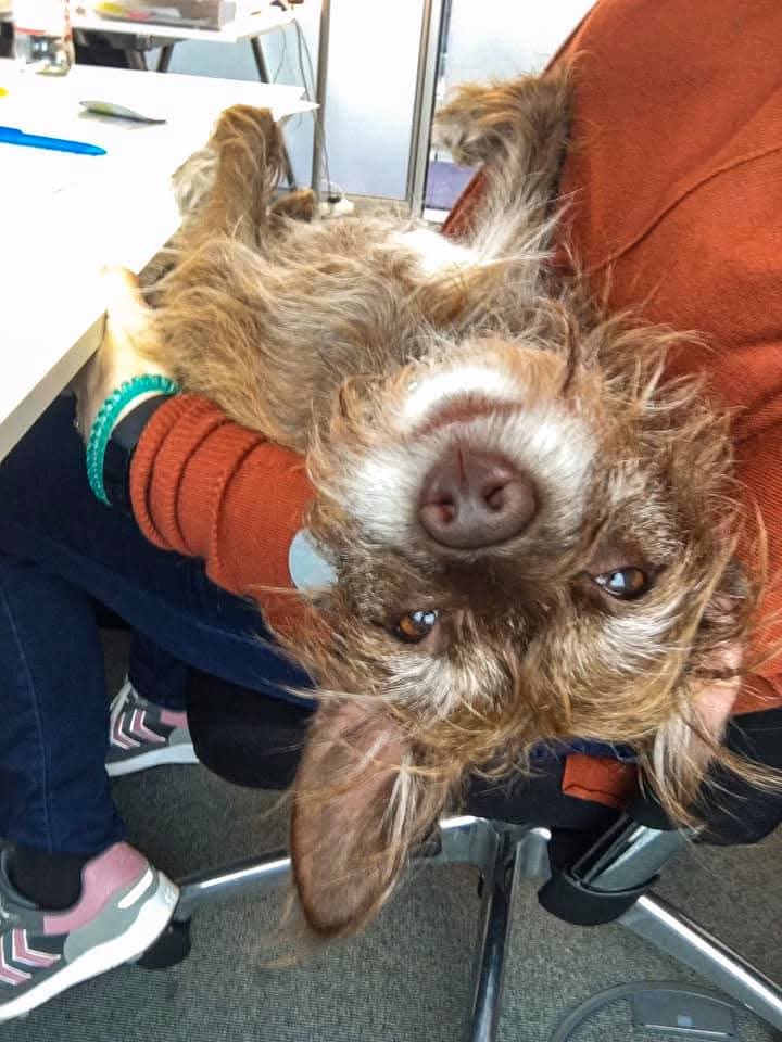 Frauchen hat heute ein altes Foto von uns entdeckt. Da hab ich noch hart als Bürohund geschuftet. 2019 war das.