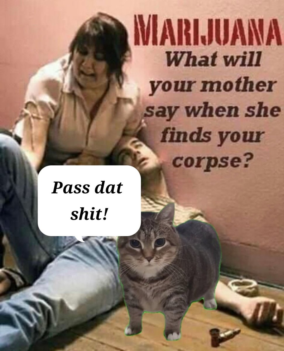 Spinning Cat - fan page tweet media