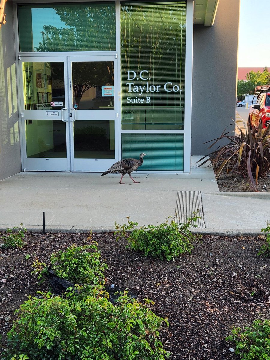 DCTaylorCo's tweet photo. What do you call a turkey who tells jokes?
A comedi-hen. 🤣🦃

Our offices are closed 11/27–11/28. If you experience a roofing emergency during the holiday, contact us at the numbers below:
Iowa: 319.363.2073
Illinois: 847.842.0471
Arizona: 602.258.7941
California: 925.603.1100 https://t.co/1KdmSyQO7k