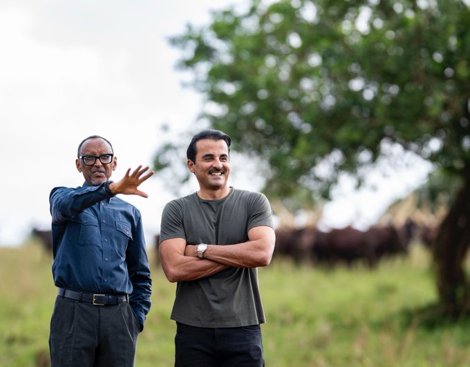 RADIOSALUS1's tweet image. Perezida Kagame yatembereje mu rwuri rwe, Umuyobozi w’Ikirenga wa Qatar, Sheikh Tamim bin Hamad Al Thani ndetse amugabira inka.
#SalusAmakuru