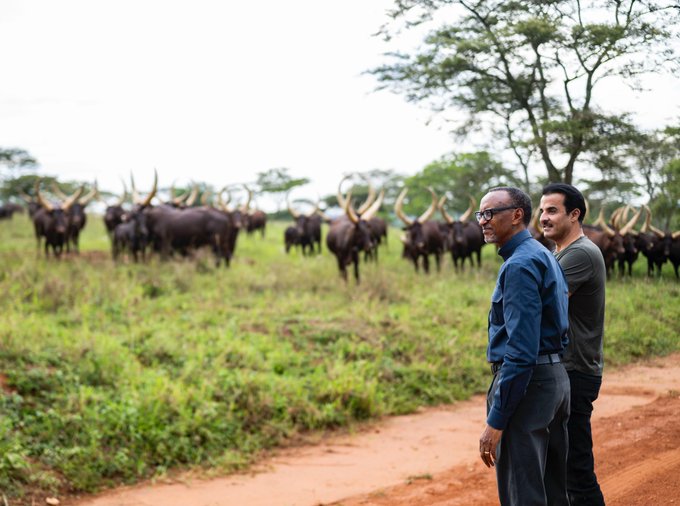 RADIOSALUS1's tweet image. Perezida Kagame yatembereje mu rwuri rwe, Umuyobozi w’Ikirenga wa Qatar, Sheikh Tamim bin Hamad Al Thani ndetse amugabira inka.
#SalusAmakuru