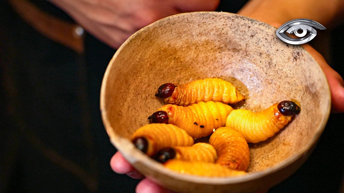 | VIDEO | Una reciente investigación revela que el chontacuro tendría un valor nutricional similar al pollo o el huevo: ciencia y tradición se unen para impulsar este superalimento. ►►► acortar.link/EvAX8R