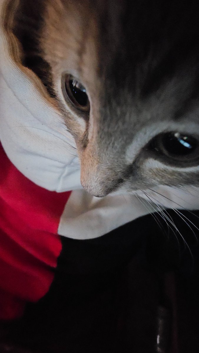 Posts might slow for a bit. I gotta be mama for a little bit. 

This is Cid (blonde) and Kip (gray)!