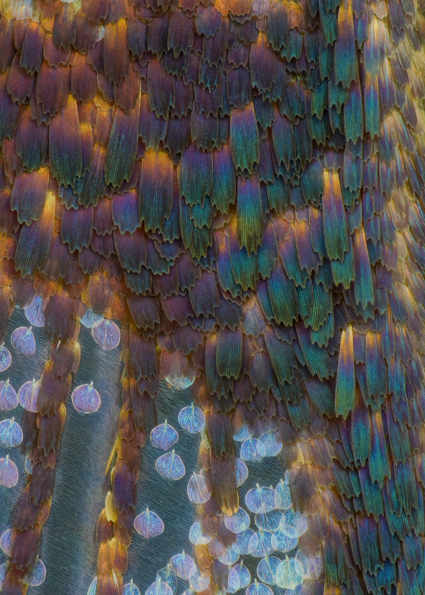 Parting the wing of Synanthedon soffneri, a clearwing moth.
The Sesiidae or clearwing moths are a diurnal moth family in the order Lepidoptera known for their Batesian mimicry in both appearance and behaviour of various Hymenoptera.

And as you can see, this is of course one of