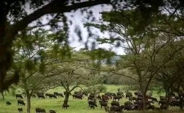 Perezida wa Repubulika Paul Kagame, yagabiye inka z’Inyambo Emir wa Qatar Sheikh Tamim bin Hamad Al Thani, ubwo yamutemberezaga mu rwuri rwe kuri uyu wa Kane tariki ya 20
Ugushyingo, nk’ikimenyetso gifite umuzi mu muco nyarwanda.
#GoodrichTvAmakuru