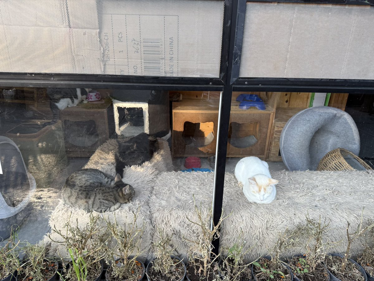 Quisiera tener esa paz mental XD