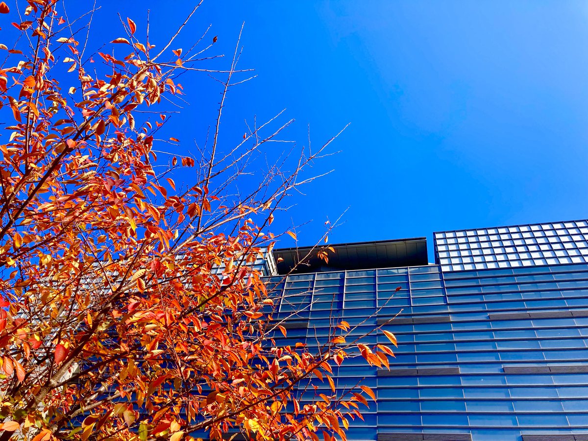 秋色が映える
一日になります様

今日も素敵な週末を！