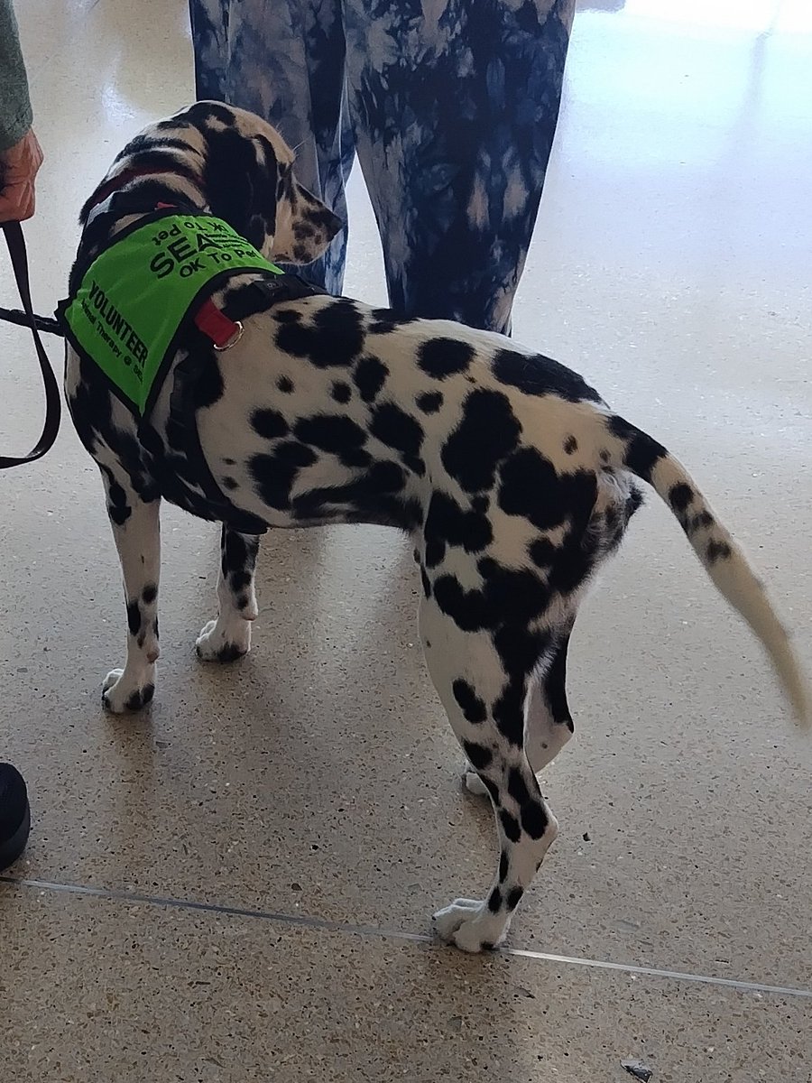 いし犬 楽天市場】犬 レインコート コーギー 専用 サイズ JコートB2 耐水圧