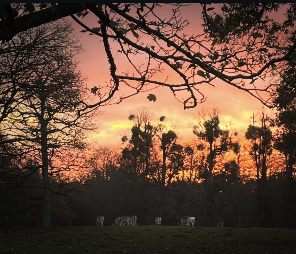 realrossnoble's tweet image. A lovely herd of Deer in Basingstoke tonight. Show at the Anvil then tomorrow Tunbridge wells followed by two nights in Portsmouth at the new theatre royal. Next week York, leamington spa and Brighton. Final shows before Xmas then we fire it up again in the new year.