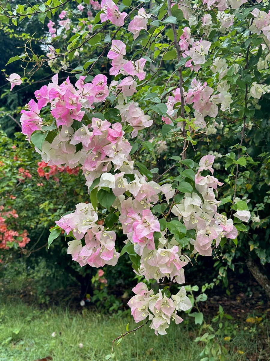 555LMAO555's tweet image. Happy Friday eve 
#ThursdayVibes #Flower #Nature