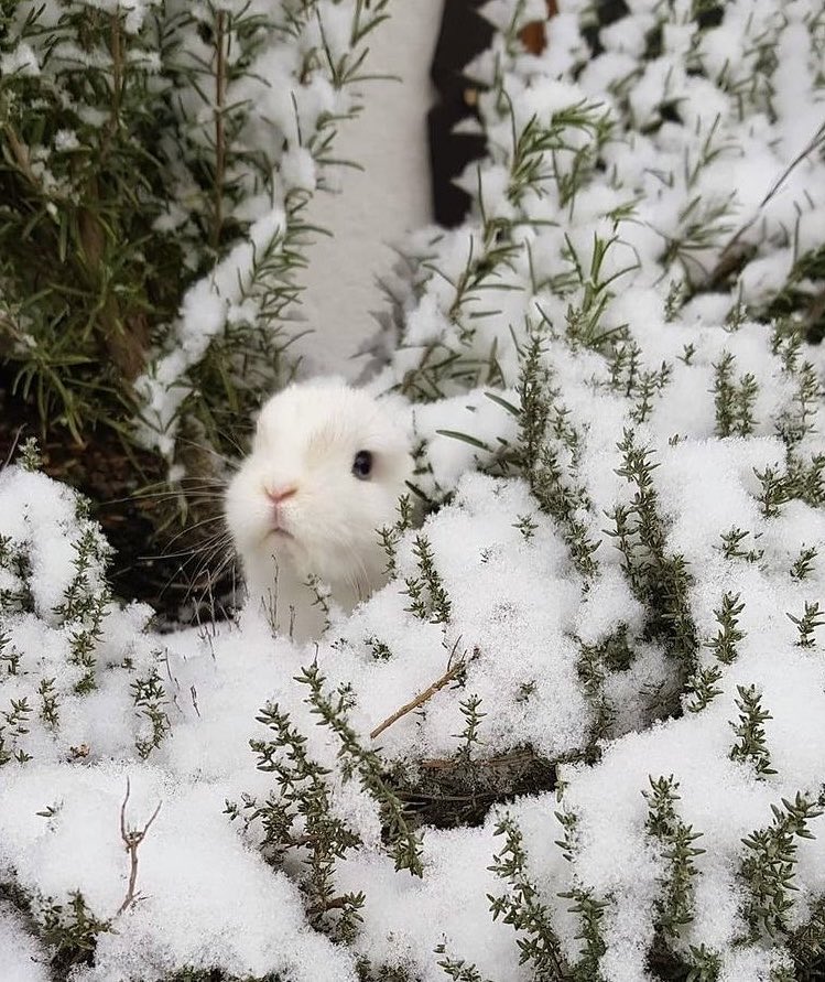 Bunnies (@bunnies) on Twitter photo 
