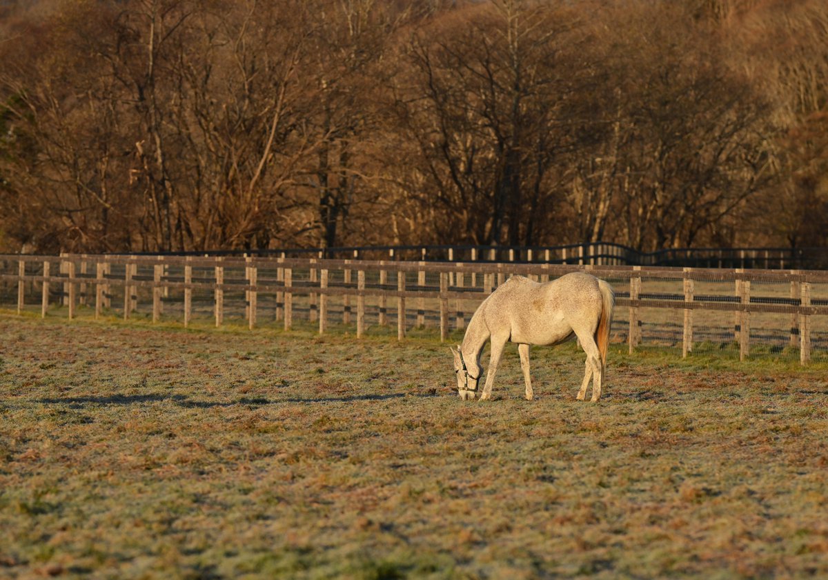 すっかり冬の色合いですね。季節が進んでいます。今日もみんな健やかに。
