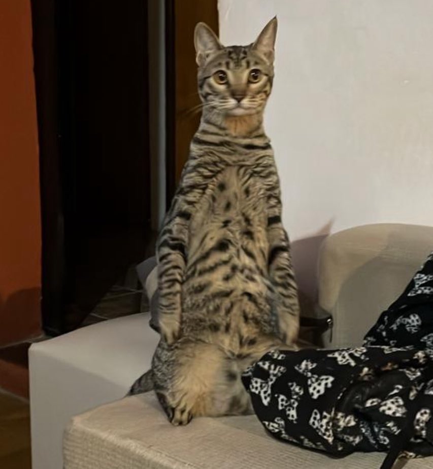 Dua Chipa tweet media