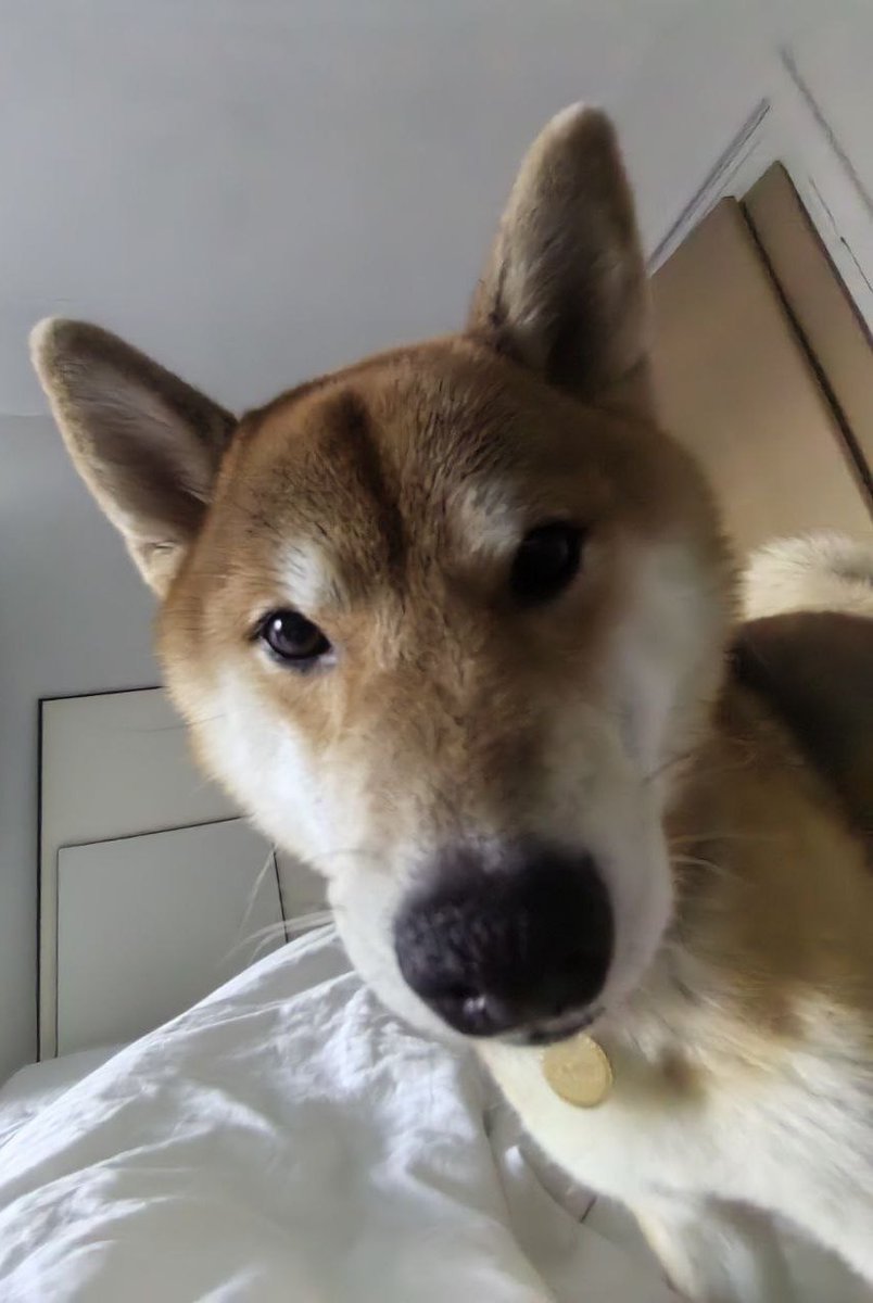 Залить видео где собака вылизывает ступни: 
Норм или стрем ?