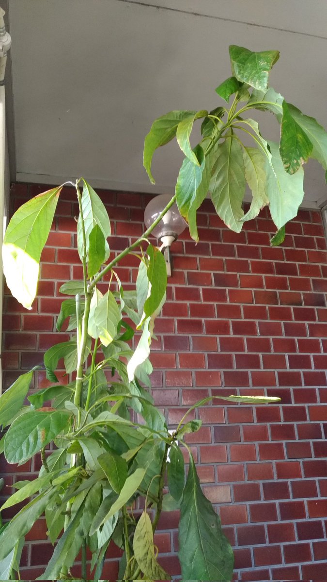 アボカドパイナップルページ アボカド