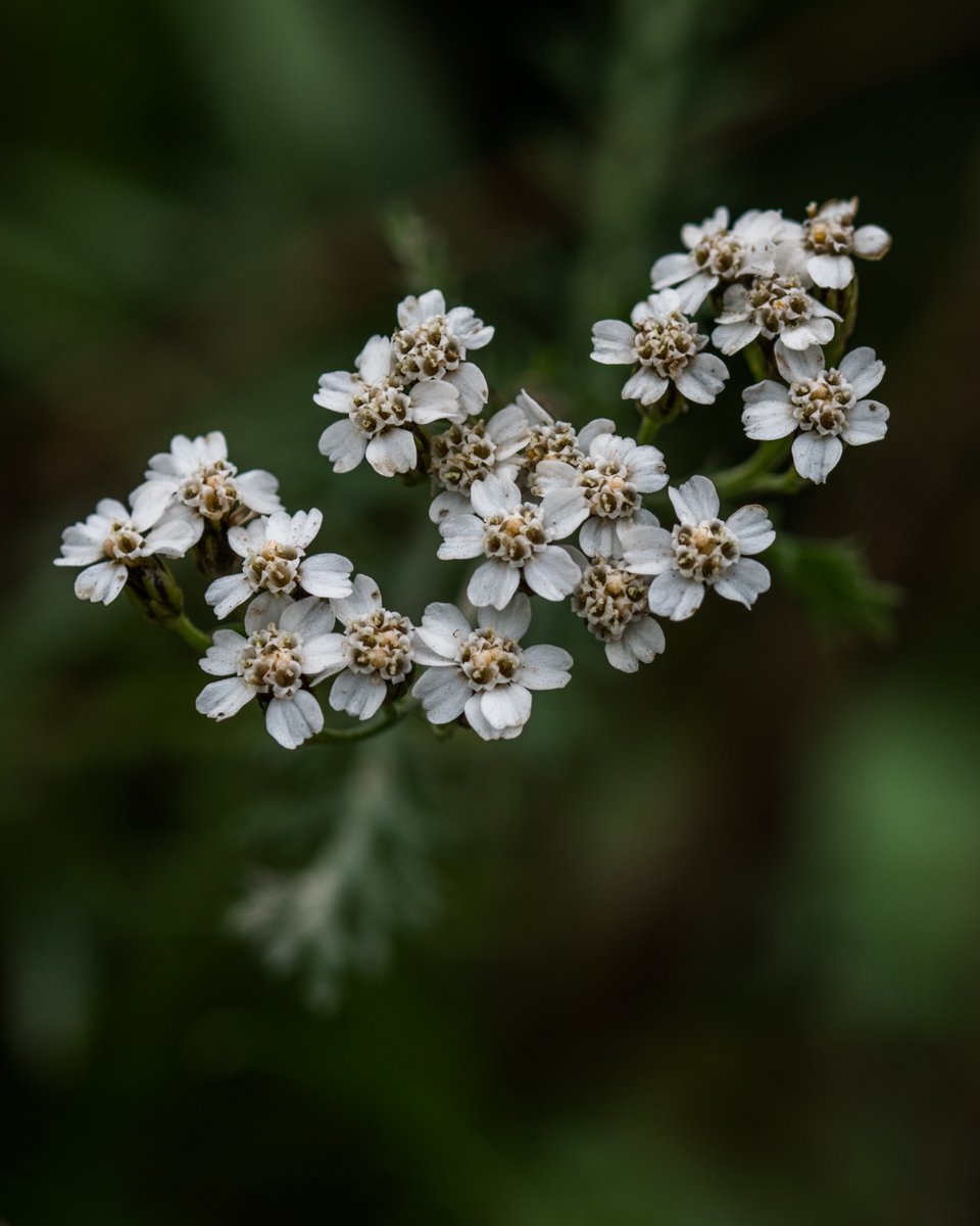 Sunchild123's tweet image. Happy Friday!🤍

Nikon D5600, Sigma 105mm - f/6.3, 1/250 sec, ISO 100   #photography