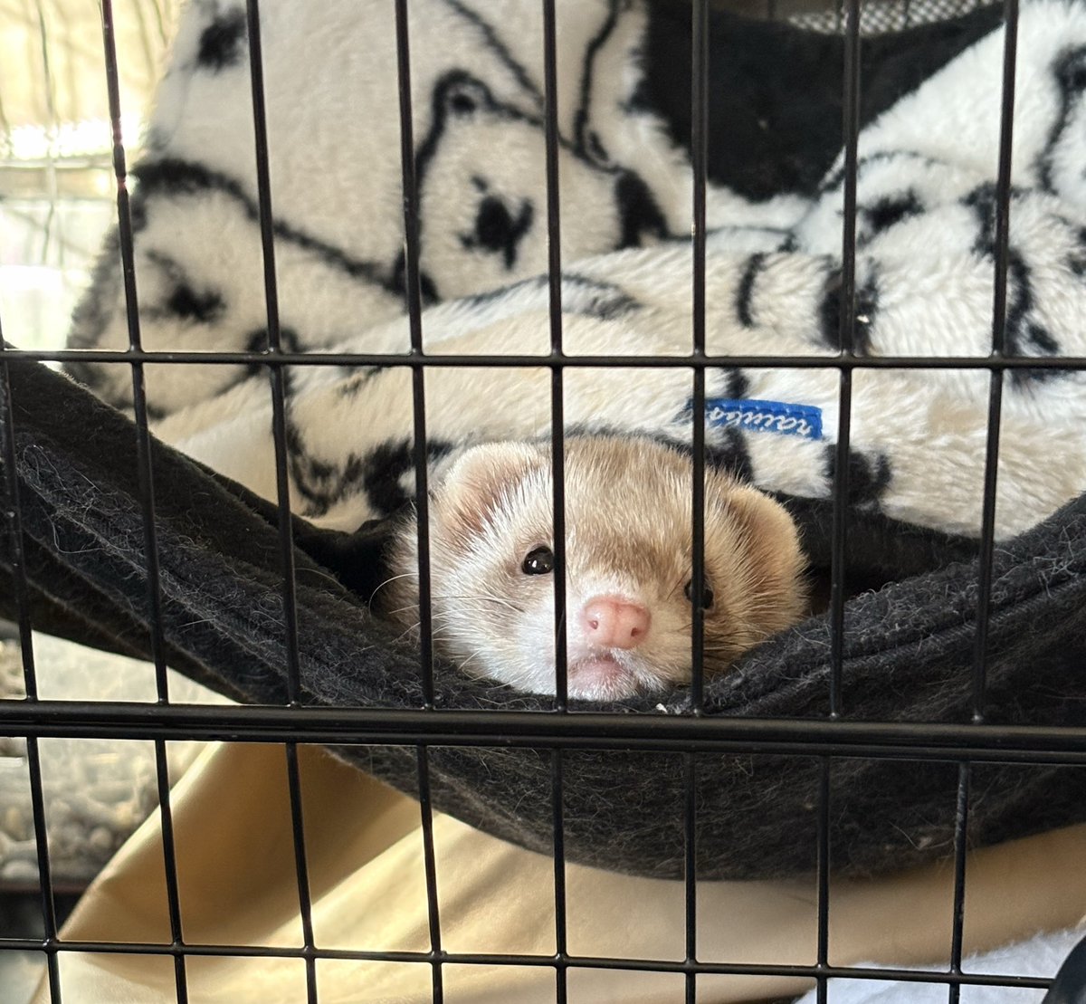 tyatyaumai29's tweet image. うちの子可愛から見て🥺🫶🏻︎