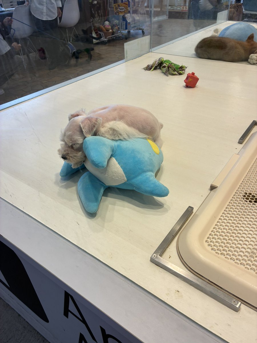 ペットショップ　犬の寝床になる　なにか