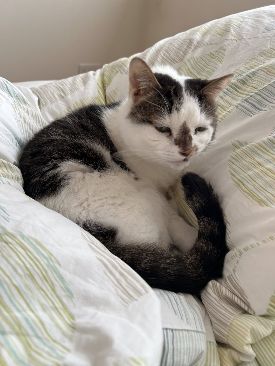 アニャンダ(アマンダ)お嬢様と呼ばれて2023