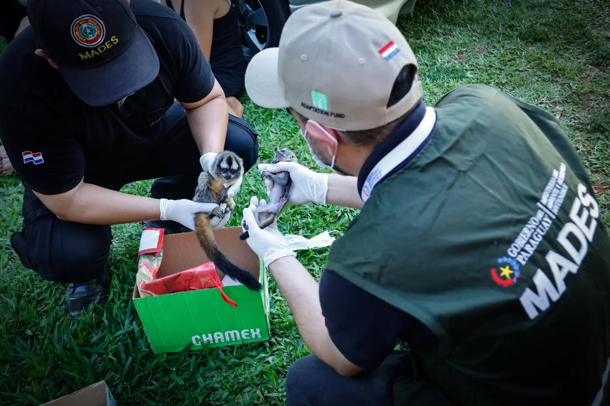 mambiente_py's tweet image. Rescatan mono nocturno especie protegida en operativo liderado por el MADES n9.cl/tv2pay @LaNacionPy @Launionam @Megatv_py @policia_py