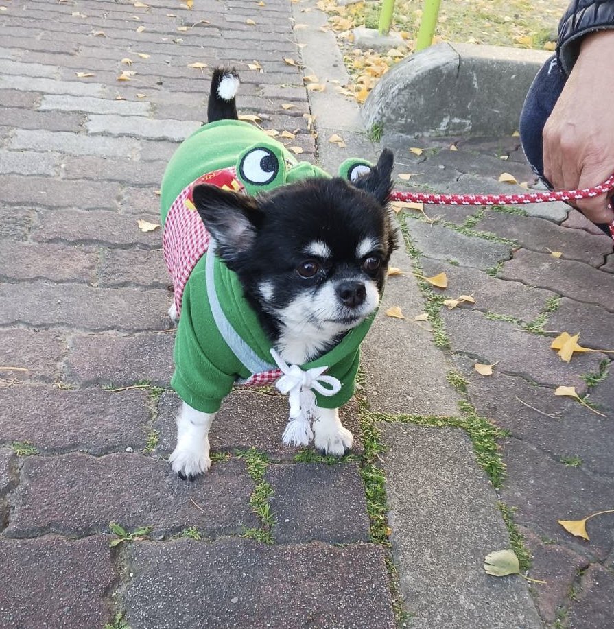 Yasu_For_JUBILO's tweet image. #今日のわんこ 

ニューフェイス・きなこ

まだ遊んでもらうには早かった様で、まぁまぁ威嚇されたました笑