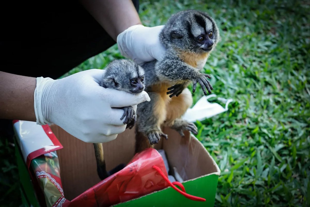 mambiente_py's tweet image. Rescatan mono nocturno especie protegida en operativo liderado por el MADES n9.cl/tv2pay @LaNacionPy @Launionam @Megatv_py @policia_py