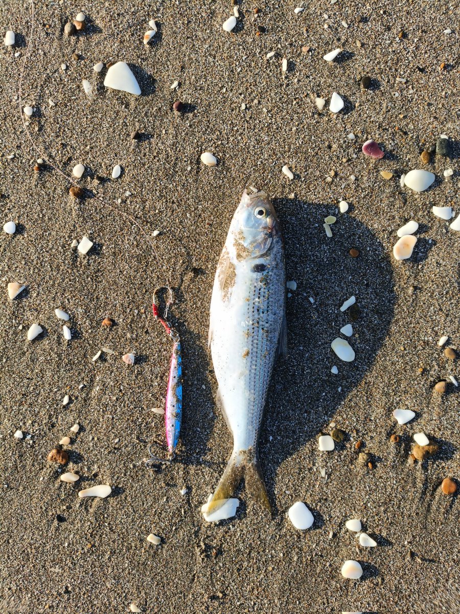 朝練#40終了。
晴れ、無風、凪、鳥少々。貴重なシーバスのワンバイトをバラシ😩不意の鳥山でコノシロ、なんとかホゲ回避😅