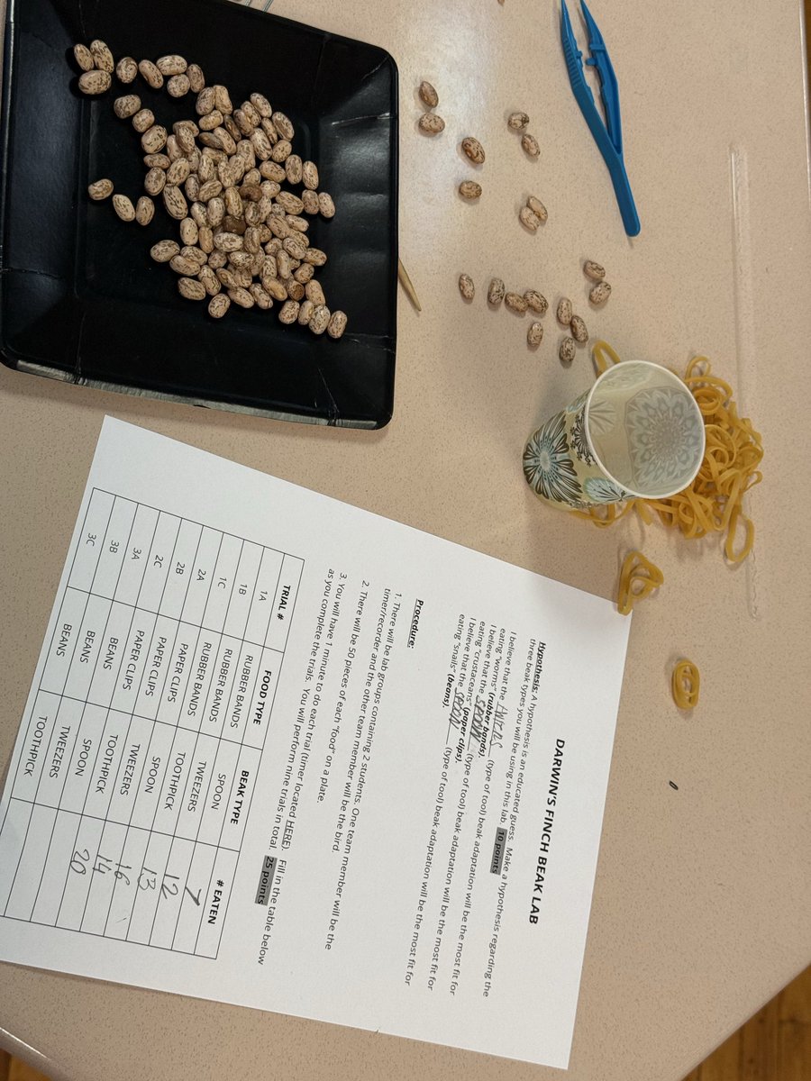 Today <a href="/SouthProvSchool/">South Providence School</a> MS science Ss did a lab. Ss used rubber bands, beans &amp; paperclips 
to represent worms, snails &amp; crustaceans. Ss tested various beaks (represented by spoons, toothpicks &amp; tweezers) &amp; saw which beak is best for which prey.

<a href="/jgriffith352/">Jon Griffith</a> <a href="/AGHoulihan/">Andrew G. Houlihan</a> <a href="/UCPSNC/">Union County Public Schools</a>