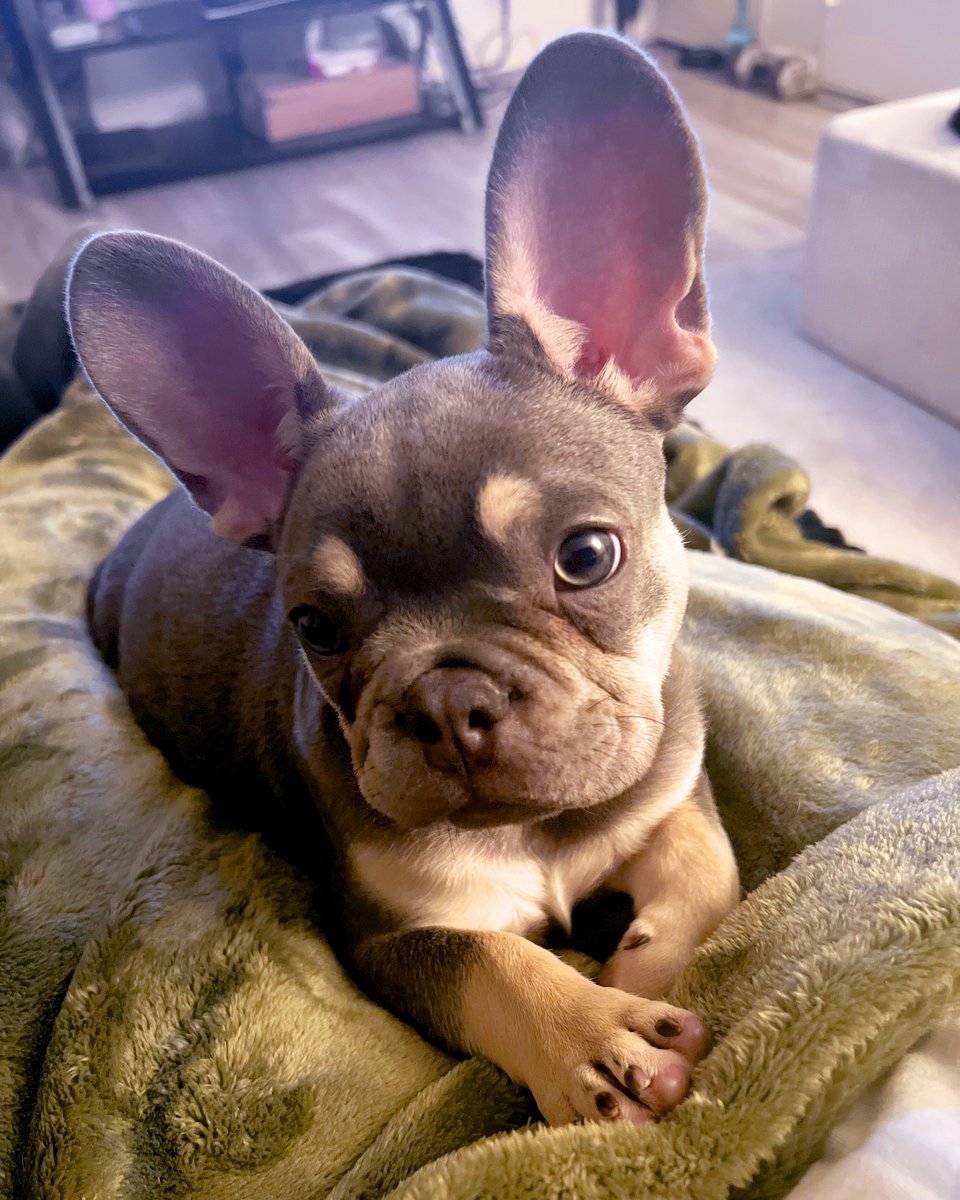 Cairo the Frenchie is 3 months old and couldn't be any cuter!! 😍🐾⁠
⁠
📸: Cairo and his human, Jessica!⁠
⁠
#moderndog #moderndogmagazine #dog #dogs #cute #woof #doglovers #dogloversclub #doglife #dogoftheday #pets  #frenchbulldog #frenchbulldoglife #frenchie #frenchielife