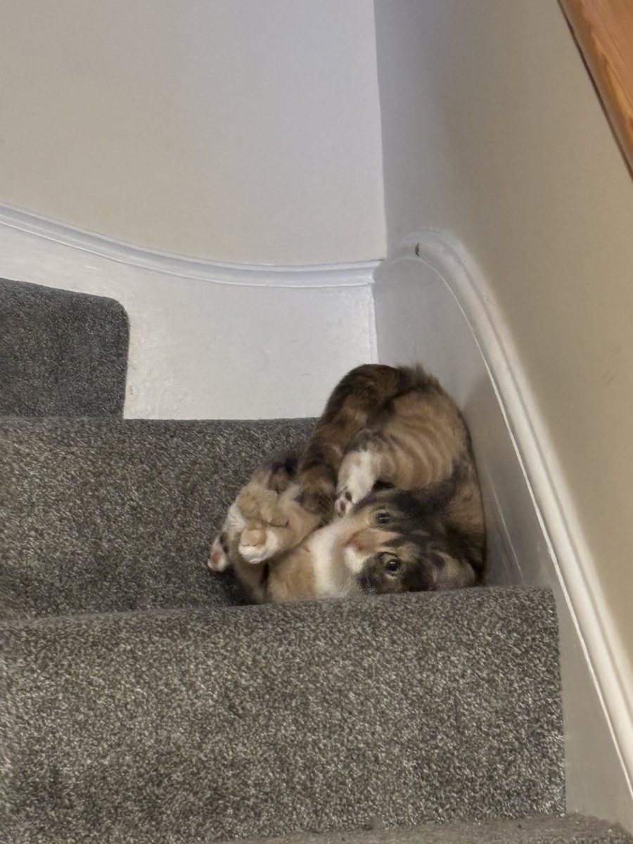 nelliewelliewoo's tweet image. ok so