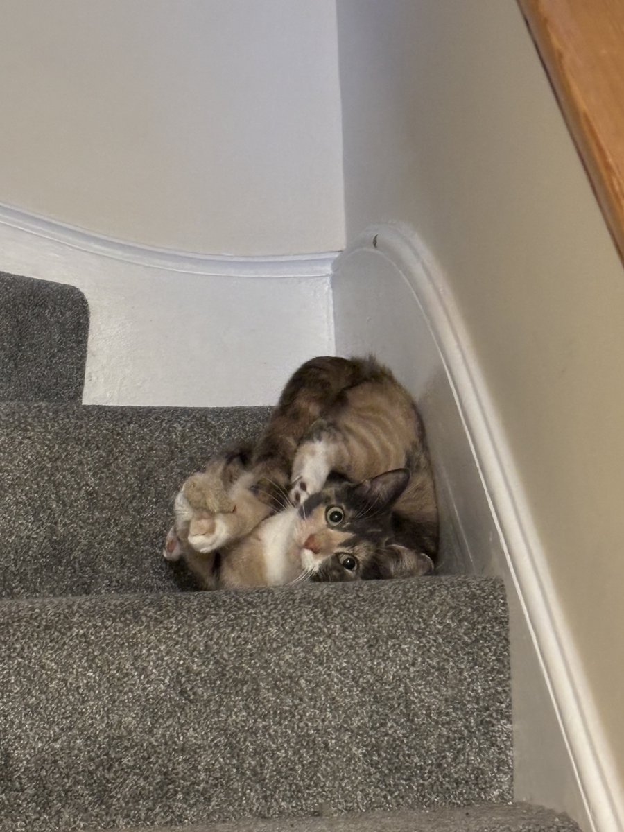 nelliewelliewoo's tweet image. ok so