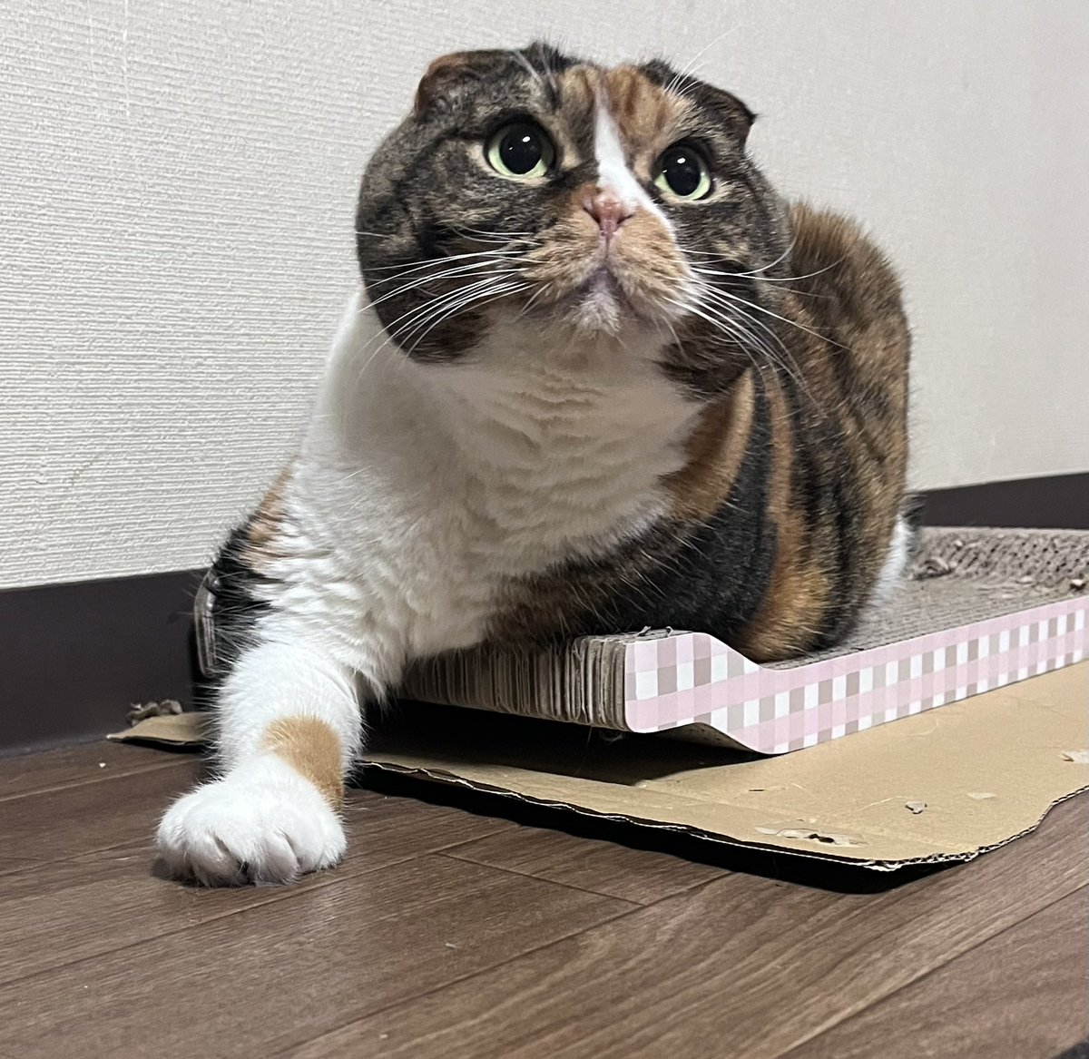 lovefighters #朝猫 #stvradio #あさぼらけ #あさミミ 今朝の🐈‍⬛🐈二