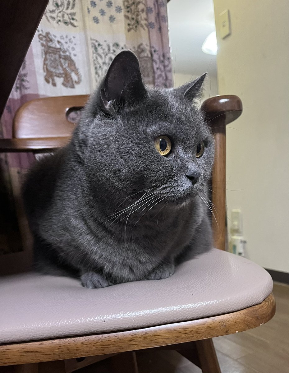 lovefighters #朝猫 #stvradio #あさぼらけ #あさミミ 今朝の🐈‍⬛🐈二