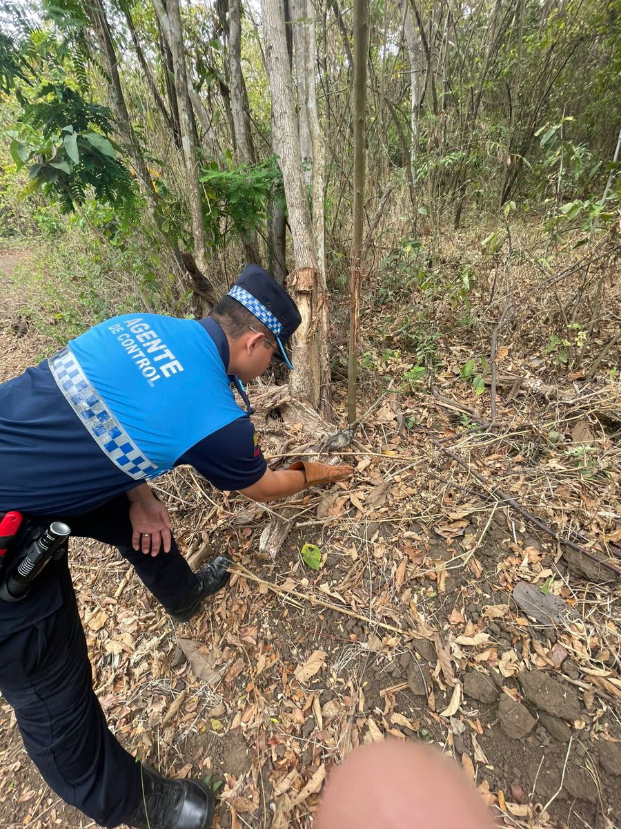 segura_ep's tweet image. #ACM 🔵🟡

👮🏽‍♂️Agentes de Control Municipal de Medio Ambiente colaboraron con el rescate de una zarigüeya en Parque Samanes. 

Luego de la respectiva valoración, el animal fue liberado en Bosque Protector Cerro Colorado. 

#AcciónSegura