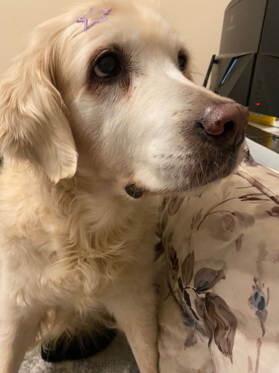 funda_g's tweet photo. Köpeğim Skyler yaşından dolayı eklem ağrıları çekiyor. Skylerın konforlu bir hayat sürmesi için kullanması gereken ilacı Librela 30mg Türkiyede satışı yok. Avrupa ülkelerinde satılıyor bu ilacı temin etmek için yardıma ihtiyacım var.
@zekikayahan https://t.co/ABrlgX3W9K