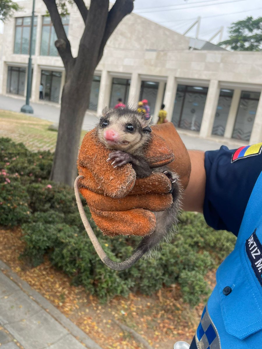 segura_ep's tweet image. #ACM 🔵🟡

👮🏽‍♂️Agentes de Control Municipal de Medio Ambiente colaboraron con el rescate de una zarigüeya en Parque Samanes. 

Luego de la respectiva valoración, el animal fue liberado en Bosque Protector Cerro Colorado. 

#AcciónSegura