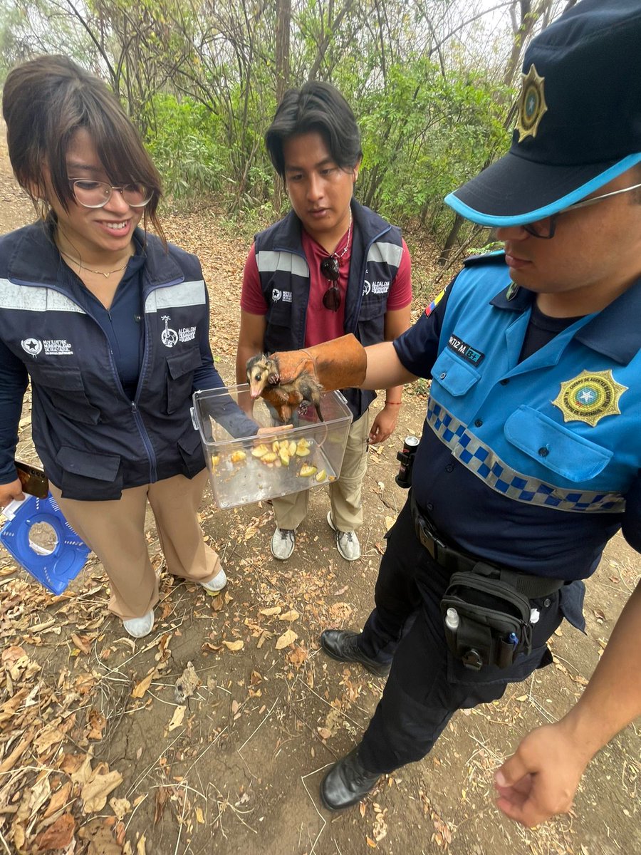 segura_ep's tweet image. #ACM 🔵🟡

👮🏽‍♂️Agentes de Control Municipal de Medio Ambiente colaboraron con el rescate de una zarigüeya en Parque Samanes. 

Luego de la respectiva valoración, el animal fue liberado en Bosque Protector Cerro Colorado. 

#AcciónSegura